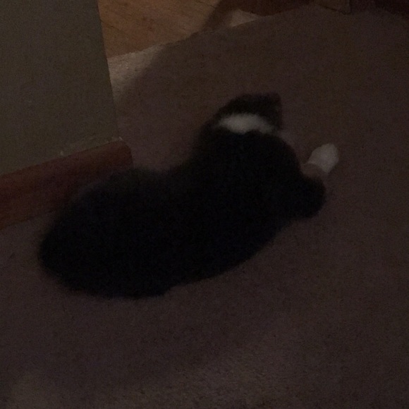 Meet your Posher, David - Picture 1 of 1